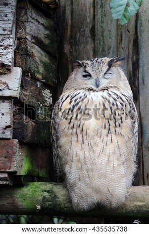 Portrait photo of a grumpy owl sitting on a branch.