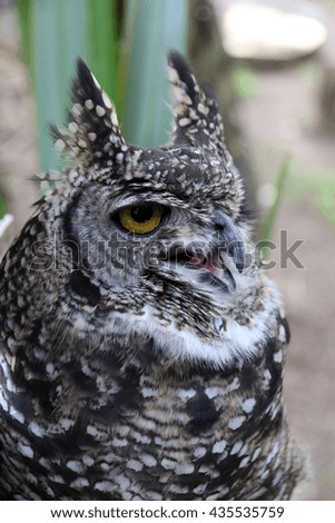 Portrait photo of a grumpy owl sitting on a branch.