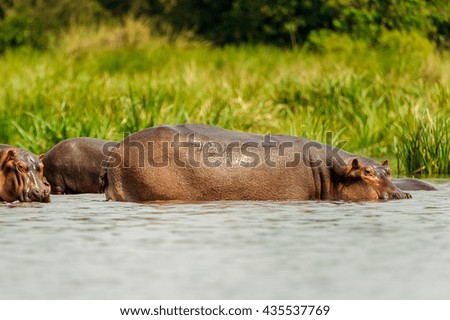 Hippopotamus in the river in Uganda, Africa