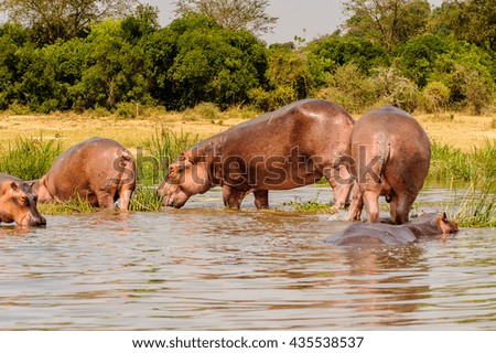 Hippopotamus in the river in Uganda, Africa