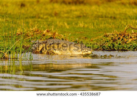 Crocodile in Uganda, Africa