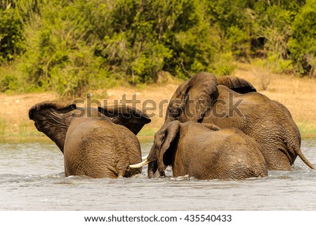 Elephants in Africa, Uganda