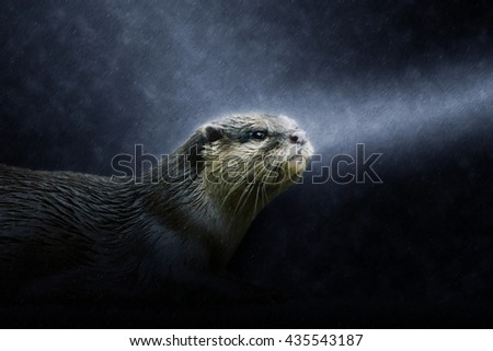 Smooth-Coated Otter in the rains. (Lutragole Perspicillata). An oriental small-clawed otter / Aonyx cinerea / Asian small-clawed otter