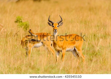 Antelope in Uganda, Africa