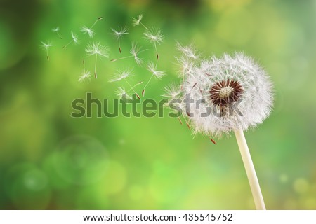 Dandelion seeds in the morning sunlight blowing away across a fresh green background Royalty-Free Stock Photo #435545752