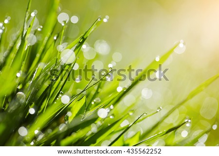 Background with green wet grass with dew drops in the morning