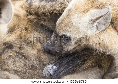 Hyena cubs feeding on their mother as part of family