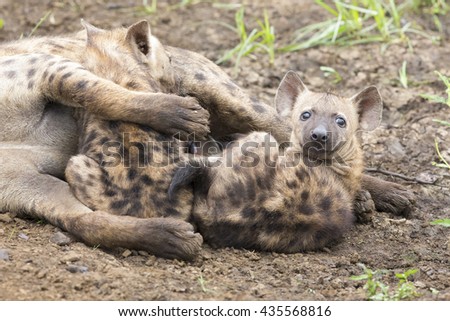 Hyena cubs feeding on their mother as part of family