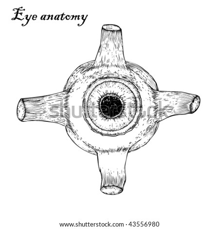 Stock vector illustration eye anatomy study drawing sketch