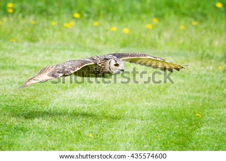 West Siberian eagle owl (Bubo bubo sibiricus) photos of the first test flight