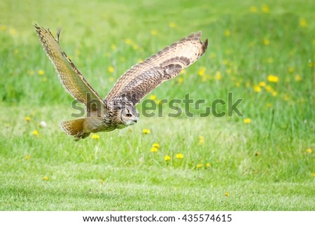 West Siberian eagle owl (Bubo bubo sibiricus) photos of the first test flight