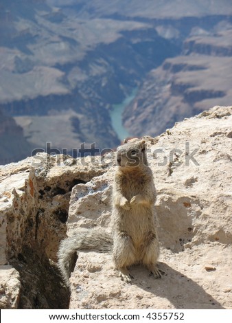 Ground Squirrel on the Grand Canyon, USA
