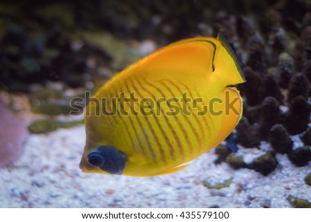 Butterfly fish deep underwater. 