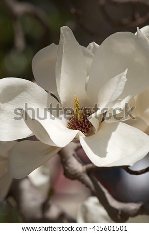 Yulan magnolia flower (Magnolia denudata). Called Lilytree also. Another scientific name is Yulania denudata