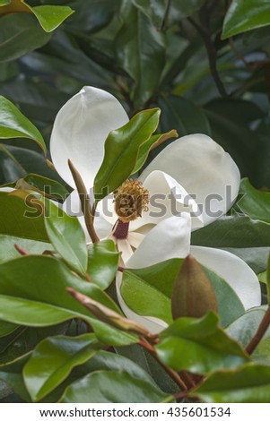 Southern magnolia (Magnolia grandiflora). Called  Evegreen Magnolia, Bull Bay, Bullbay Magnolia, Laurel Magnolia and Loblolly Magnolia also. Close up image of flower