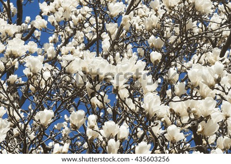 Yulan magnolia (Magnolia denudata). Called Lilytree also. Another scientific name is Yulania denudata