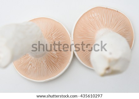 Fresh whole white milk / milky mushrooms, or agaricus, ready to be cleaned and washed for dinner India. Mushroom gills pattern underside
