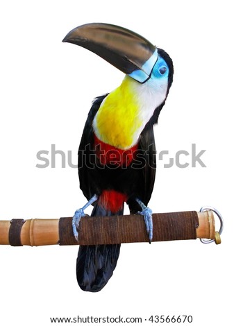 Beautiful toucan isolated on white