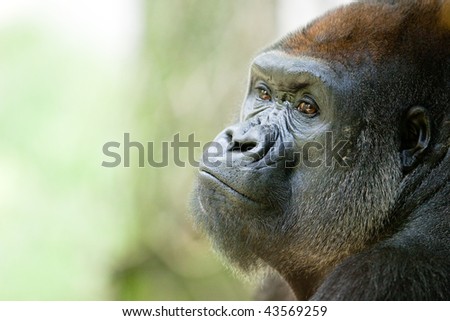 Gorilla Close up portrait