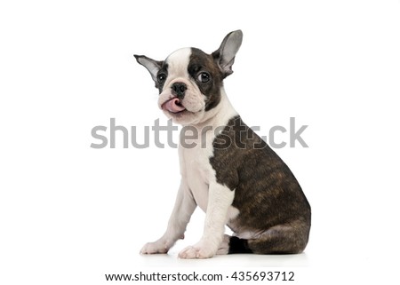 Puppy Boston terrier in a white photo studio