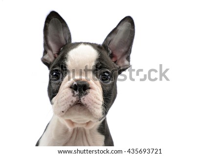 Puppy Boston terrier portrait in a white photo studio
