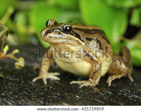 Striped Marsh Frog Royalty-Free Stock Photo #435729859