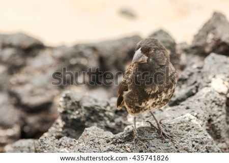 Galapagos Medium-ground Finch (Geospiza fortis) male perched on a rock in Santa Cruz, Galapagos Islands