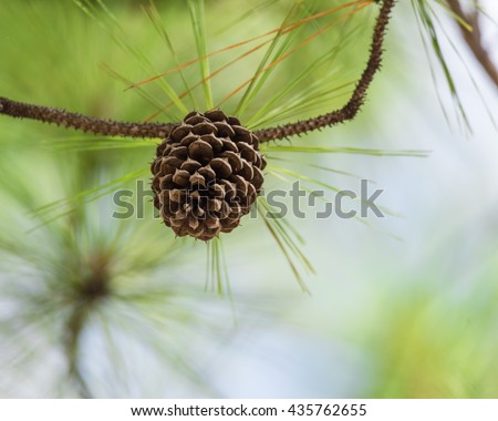 Close-up view of cedar pine cone on the tree, the most common type of coniferous tree in the world. Pinecone on the tree with warm light and shallow dof, bokeh background.