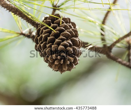 Close-up view of cedar pine cone on the tree, the most common type of coniferous tree in the world. Pinecone on the tree with warm light and shallow dof, bokeh background.