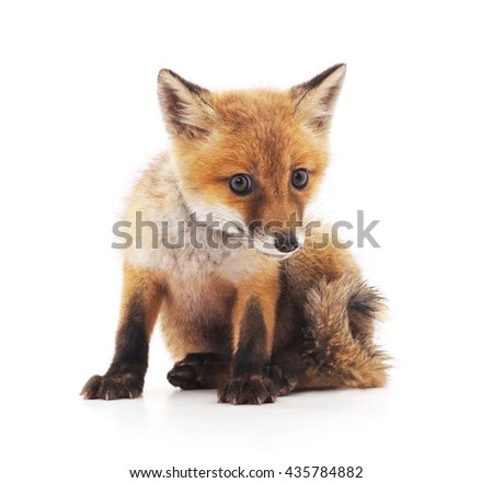 Little fox isolated on a white background.