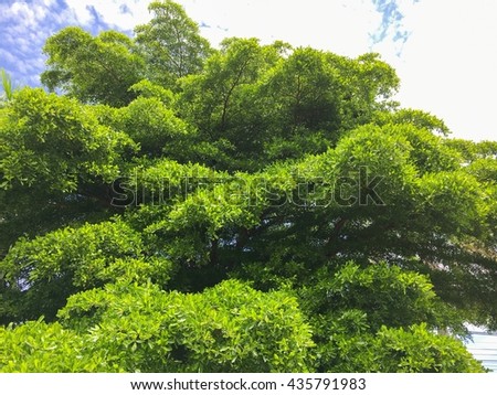 The green tree with blue sky background.The big push green tree is very fresh and blue sky.