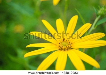 Beautiful view picture of yellow flower and green nature background with copy space using as background or wallpaper, abstract textured plants, leaves for decorative, backgrounds concept.