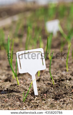 White blank plastic board at garden beds with small sprout plants