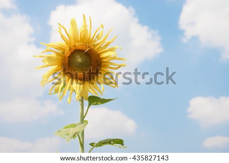 Isolated sunflower against a blue sky