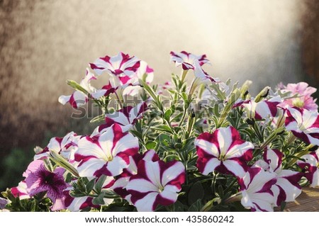 Sunset in the garden. White and violet petunia flowers and spray of water in a background.