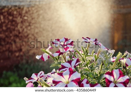 Romantic picture of flowers (petunia hybrida) and  water spray in the background, taken at sunset.