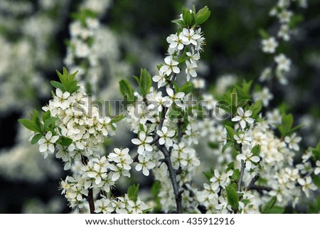 macro bird cherry blossoms against a background of the spring forest
