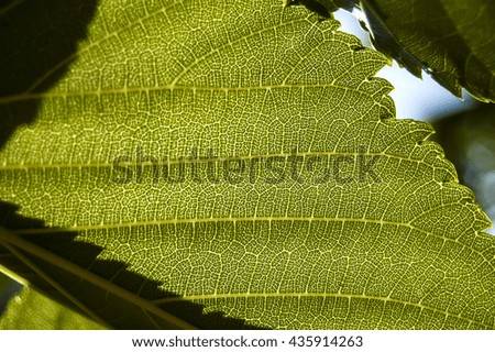Macro texture green leaf on blur background