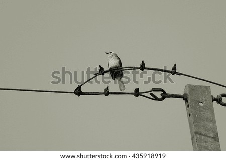 Birds perched on wires