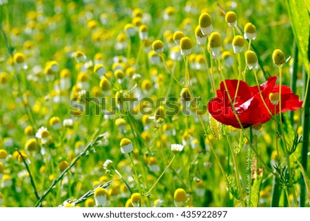  One red poppy and many chamomilles