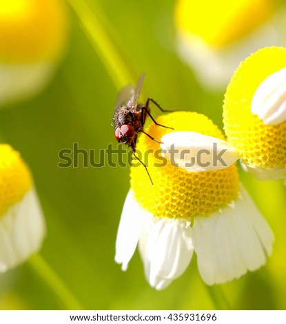 Fly on a Chamomile flower, Macro