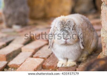 Adorable and cute fluffy Holland Lops rabbit sit on brown brick