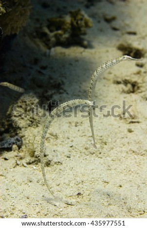 Pipefish pair hovering over the sandy bottom. Shallow depth of field.