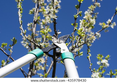 Pruning fruit tree with clippers at springtime