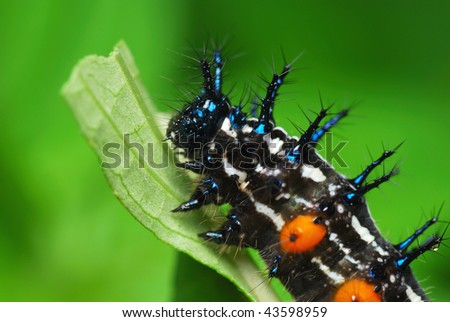 Macro of caterpillar