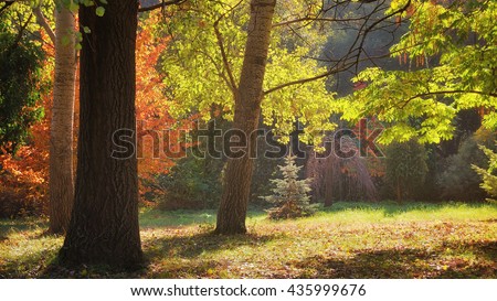 Autumn trees in the garden with sunlight / Pannonhalma Arboretum, Hungary