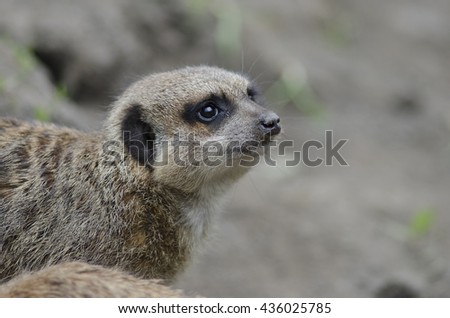 Timon the meerkat - Suricata suricatta
