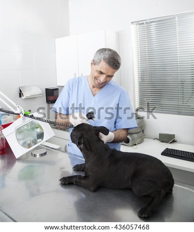 Happy Veterinarian Examining French Bulldog With Otoscope