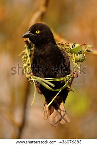 Close-up, vertical photo of  Vieillot's Black Weaver, Ploceus nigerrimus. Black male with bright yellow eyes buliding its nest by weaving grasses against orange background. Uganda, Kibale forest.