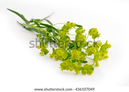 Euphorbia cyparissias, the cypress spurge. Isolated on white background.